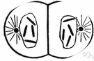 telophase - the final stage of meiosis when the chromosomes move toward opposite ends of the nuclear spindle