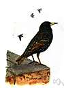 Acridotheres - mynas