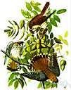 sparrow hawk - small North American falcon