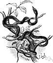 genus Masticophis - whip snakes