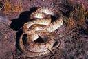glossy snake - nocturnal burrowing snake of western United States with shiny tan scales