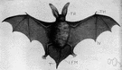 Plecotus - a genus of Vespertilionidae