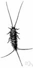 Thermobia - a genus of Lepismatidae