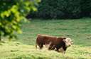 beef cattle - cattle that are reared for their meat