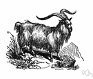 Kashmir goat - Himalayan goat having a silky undercoat highly prized as cashmere wool