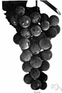 Concord grape - slipskin grape