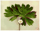 Podophyllum peltatum - North American herb with poisonous root stock and edible though insipid fruit