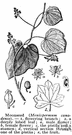 Canada moonseed - a woody vine of eastern North America having large oval leaves and small white flowers and purple to blue-black fruits