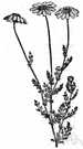 Anthemis nobilis - Eurasian plant with apple-scented foliage and white-rayed flowers and feathery leaves used medicinally