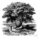 Queensland bottletree - large tree of Queensland having cream-colored flowers blotched with red inside