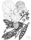 Cercis occidentalis - shrub of western United States having pink or crimson flowers