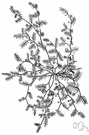 Acalypha virginica - weedy herb of eastern North America
