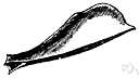 acanthoid - shaped like a spine or thorn