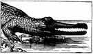 Gavialis gangeticus - large fish-eating Indian crocodilian with a long slender snout