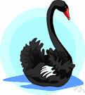 Cygnus atratus - large Australian swan having black plumage and a red bill