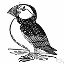 genus Fratercula - puffins