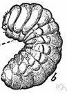 Chalcid fly - any of various tiny insects whose larvae are parasites on eggs and larvae of other insects