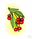 cherry red - a red the color of ripe cherries