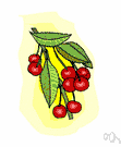 cherry - a red the color of ripe cherries