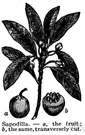 sapodilla - tropical fruit with a rough brownish skin and very sweet brownish pulp