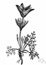 Pulsatilla vulgaris - European perennial having usually violet or white spring flowers