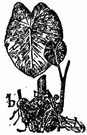 cocoyam - edible starchy tuberous root of taro plants