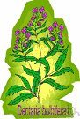 dentaria - usually included in genus Cardamine