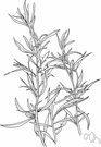 Artemisia dracunculus - aromatic perennial of southeastern Russia