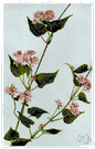 wild climbing hempweed - herb of tropical America having vanilla-scented flowers