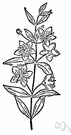 common myrtle - European shrub with white or rosy flowers followed by black berries