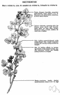 squaw-bush - deciduous shrub of California with unpleasantly scented usually trifoliate leaves and edible fruit