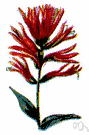 Indian paintbrush - any of various plants of the genus Castilleja having dense spikes of hooded flowers with brightly colored bracts