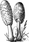shaggy cap - common edible mushroom having an elongated shaggy white cap and black spores