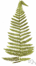 soft tree fern - of Australia and Tasmania