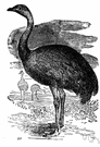 Pterocnemia pennata - smaller of two tall fast-running flightless birds similar to ostriches but three-toed