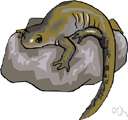 salamander - any of various typically terrestrial amphibians that resemble lizards and that return to water only to breed