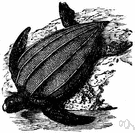 Dermochelys - type genus of the Dermochelyidae: leatherback turtles