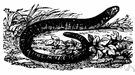 genus Amphisbaena - type genus of the Amphisbaenidae