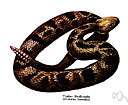 Crotalus horridus horridus - widely distributed in rugged ground of eastern United States