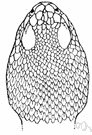 timber rattlesnake - widely distributed in rugged ground of eastern United States