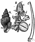 tooth shell - any of various seashore mollusks having a tapering tubular shell open at each end and a foot pointed like a spade for burrowing