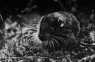 Aplodontia rufa - bulky nocturnal burrowing rodent of uplands of the Pacific coast of North America