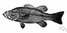 black sea bass - bluish black-striped sea bass of the Atlantic coast of the United States