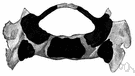 sacral vertebra - one of 5 vertebrae in the human spine that fuse in the adult to form the sacrum