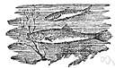 whitebait
