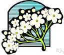 sweet sand verbena