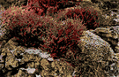 true heath - any plant of the genus Erica