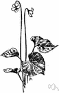 woodland white violet - short-stemmed violet of eastern North America having fragrant purple-veined white flowers