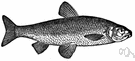 Leuciscus leuciscus - small European freshwater fish with a slender bluish-green body
