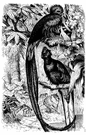 order Trogoniformes - trogons